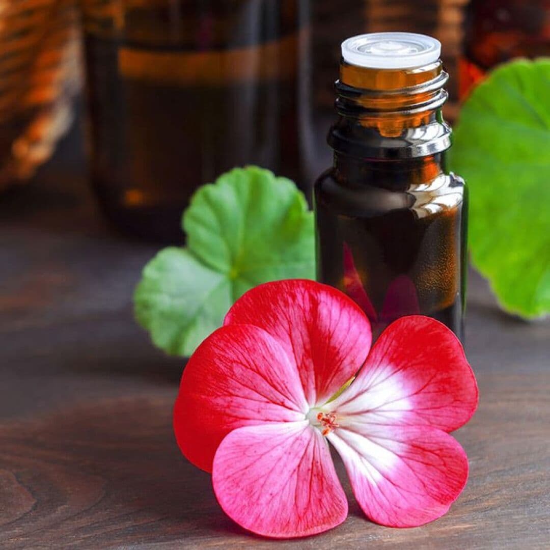 Geranium, image 1 of 1