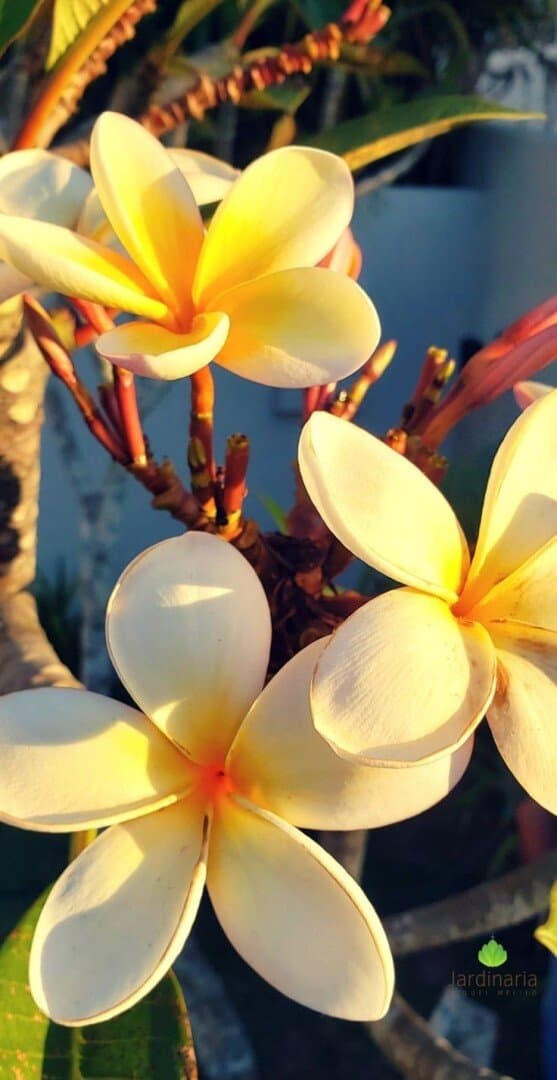 Jasmim – floral doce e envolvente, associado à alegria e ao amor., image 1 of 1