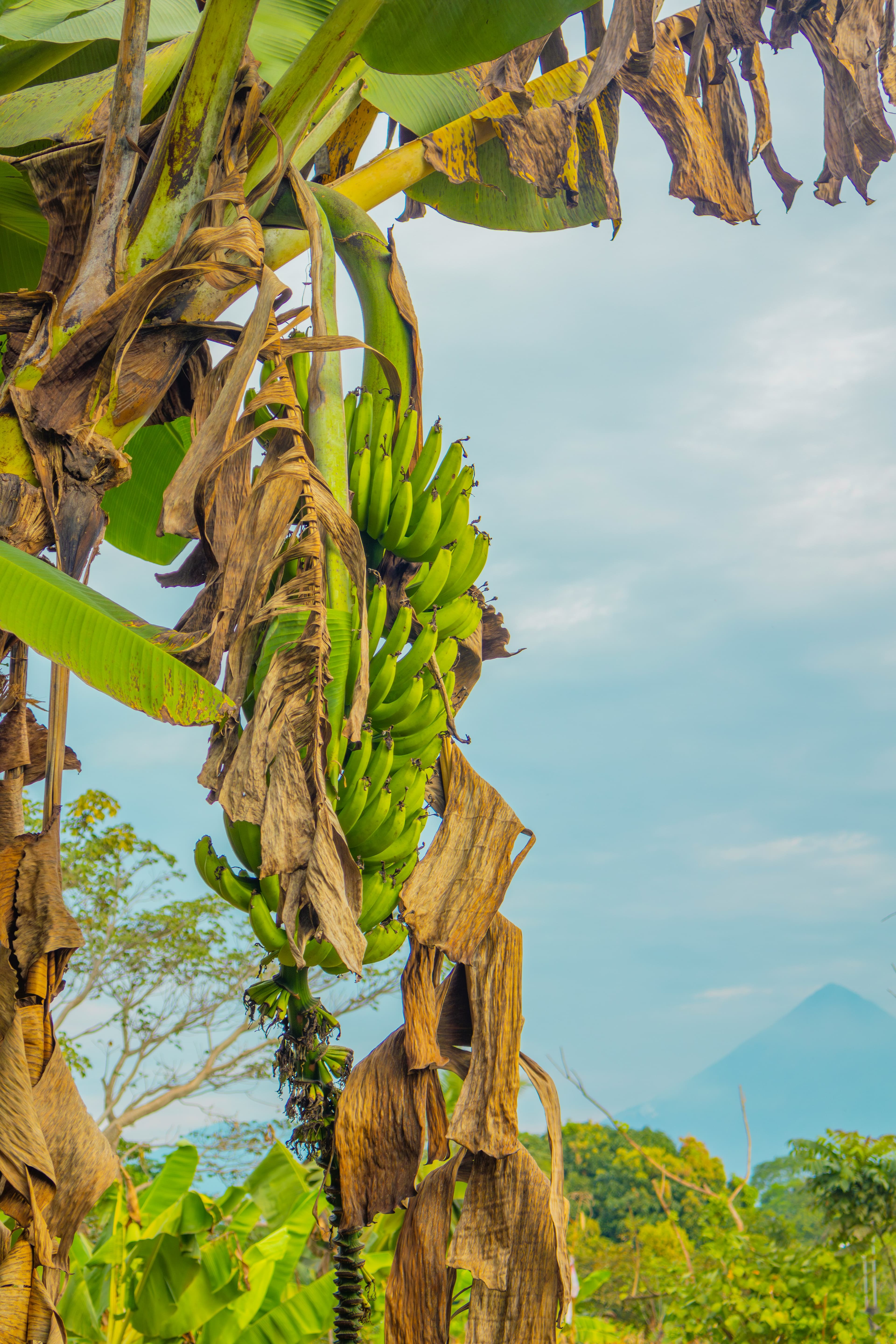 Banana Verde Restaurante, image 1 of 1