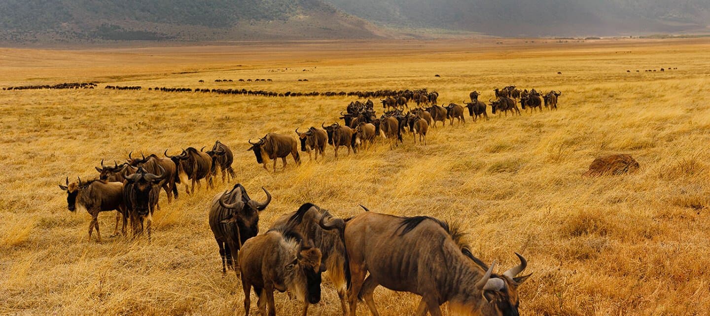 Maasai Mara Safari and Cultural Tour, image 1 of 1