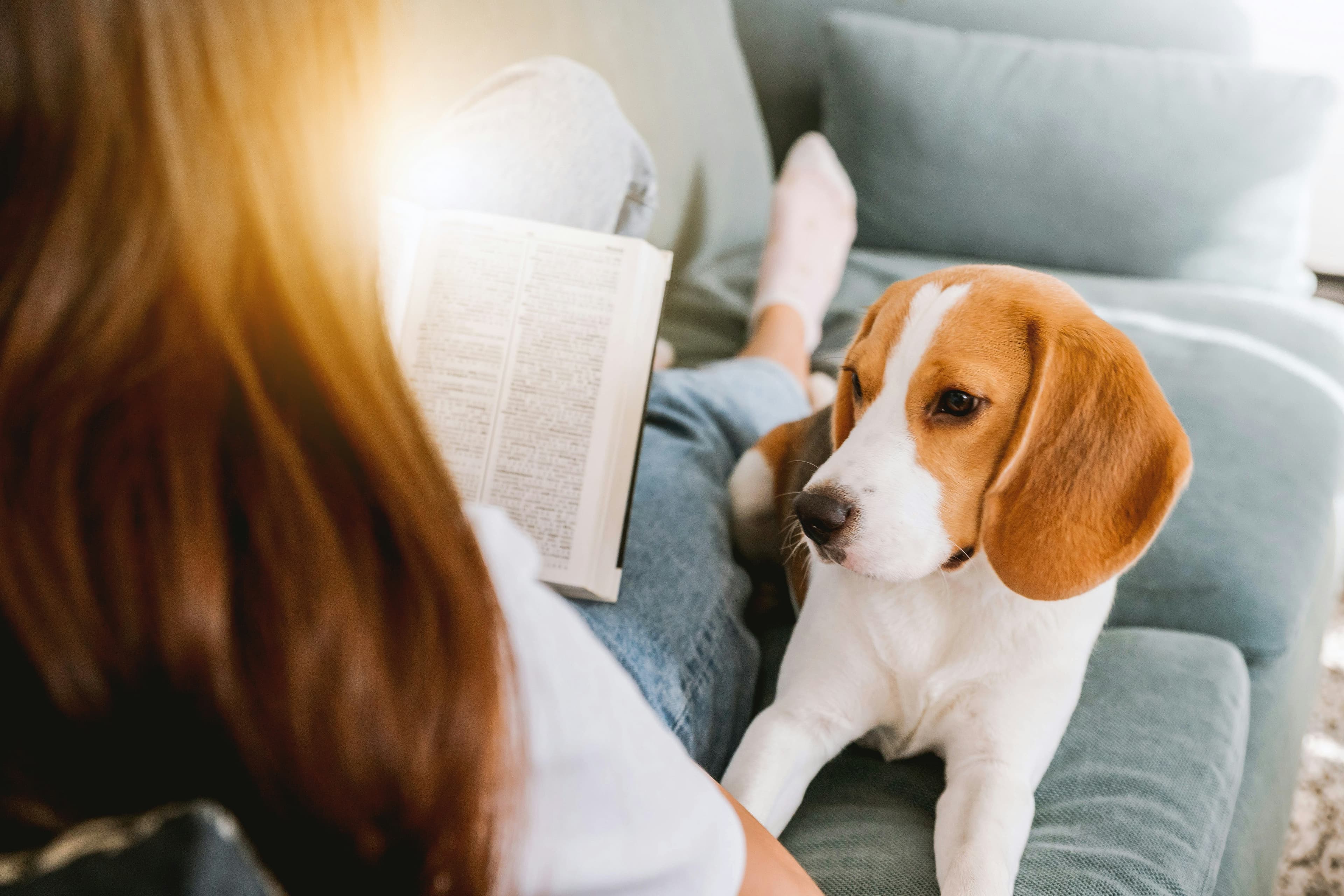 Dog Eared Books, image 1 of 1