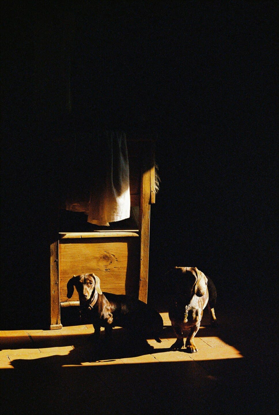 The Curious Incident of the Dog in the Night-Time, image 1 of 1