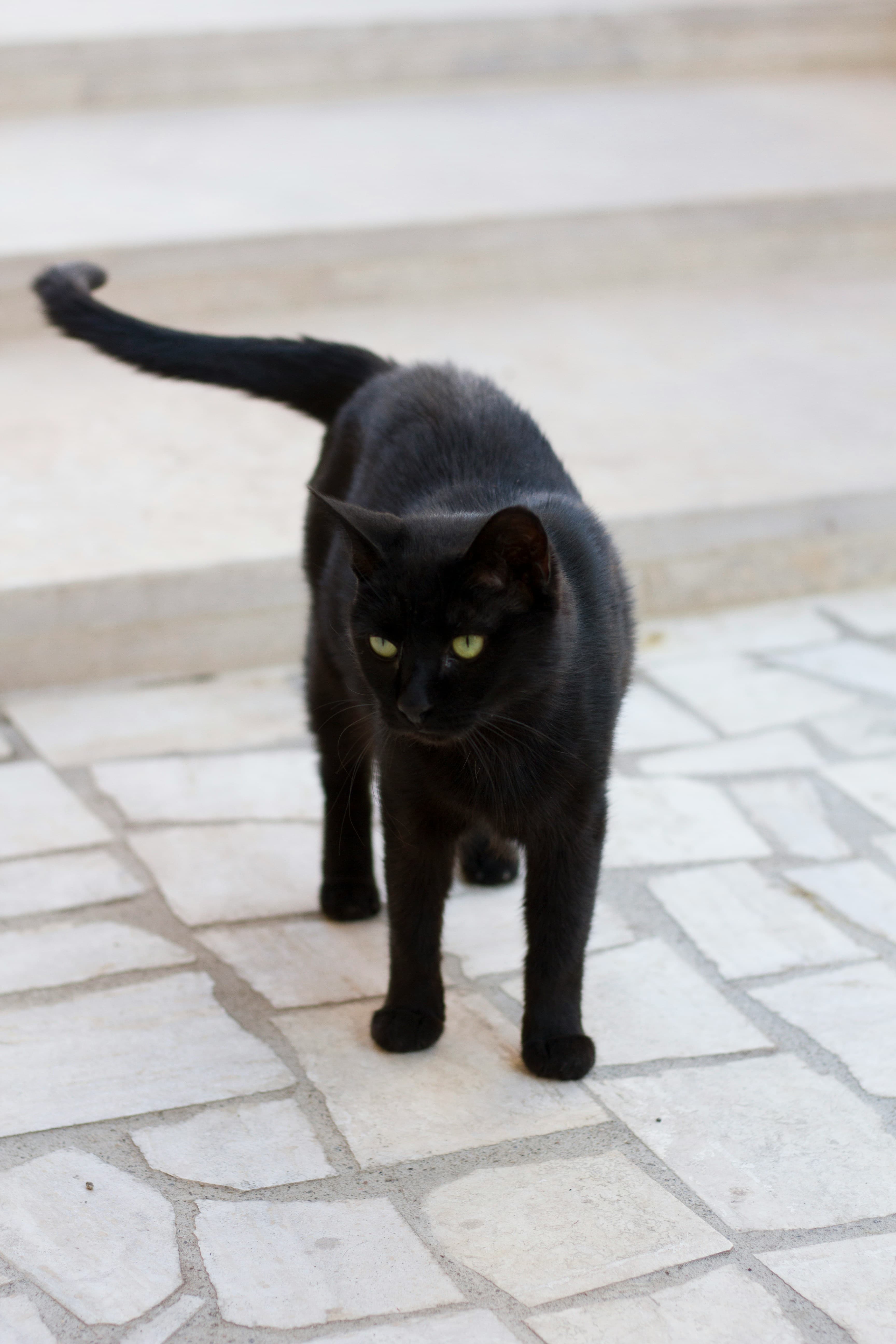 El Gato Negro, image 1 of 1