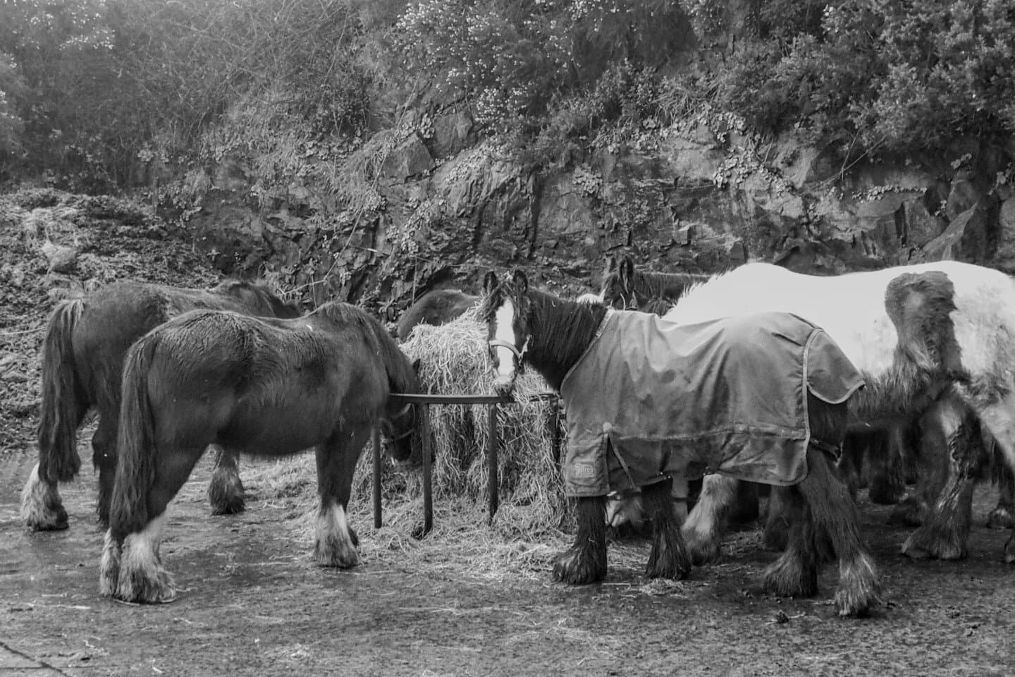 Slow Horses, image 1 of 1