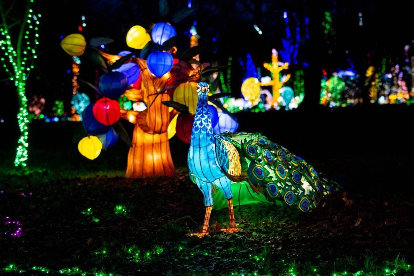 Thoiry Lumières Sauvages, image 1 of 1