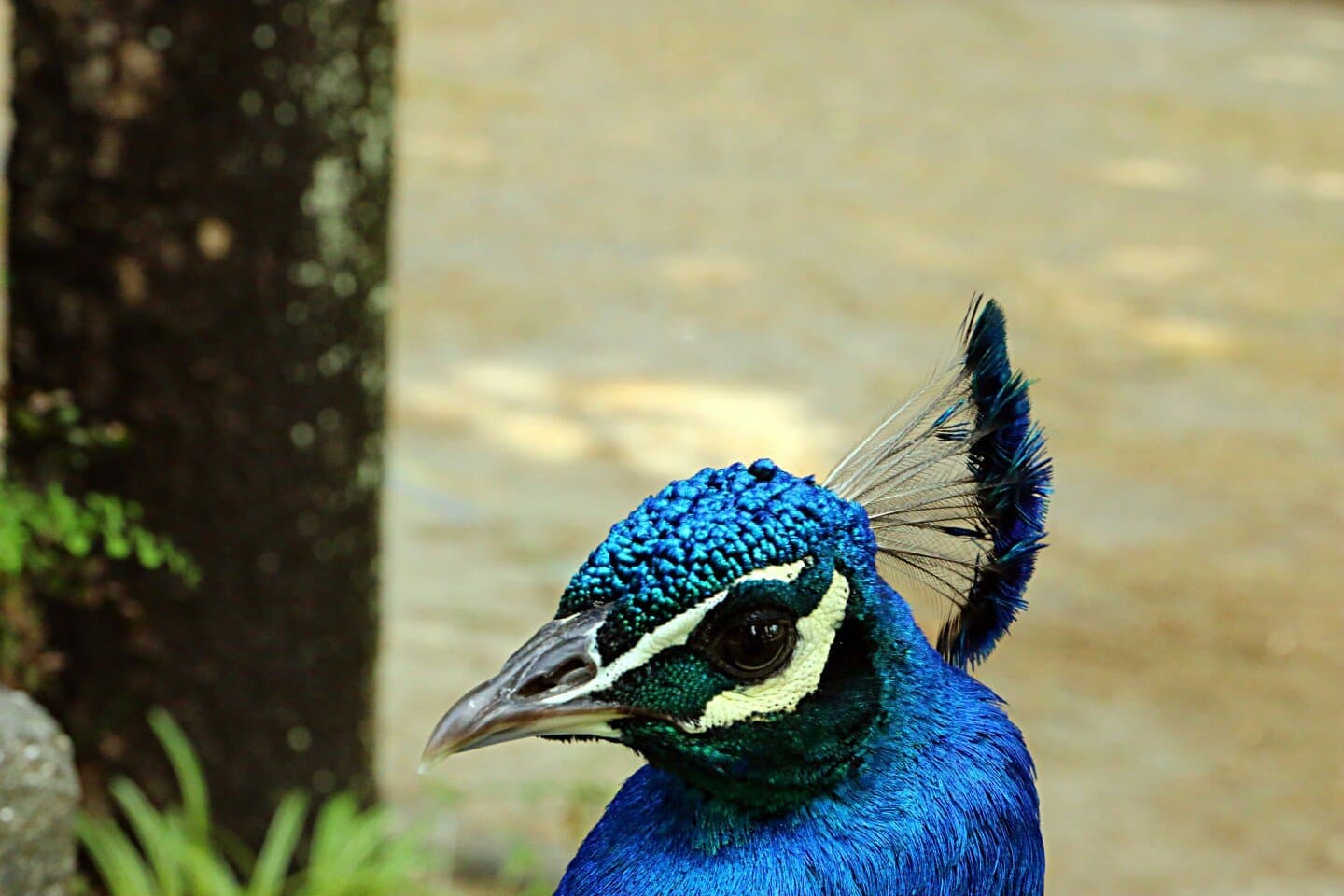 Pavão Azul, image 1 of 1