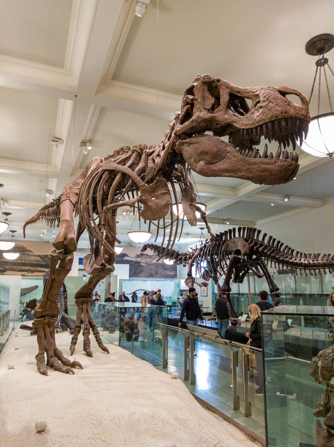 American Museum of Natural History, image 1 of 1