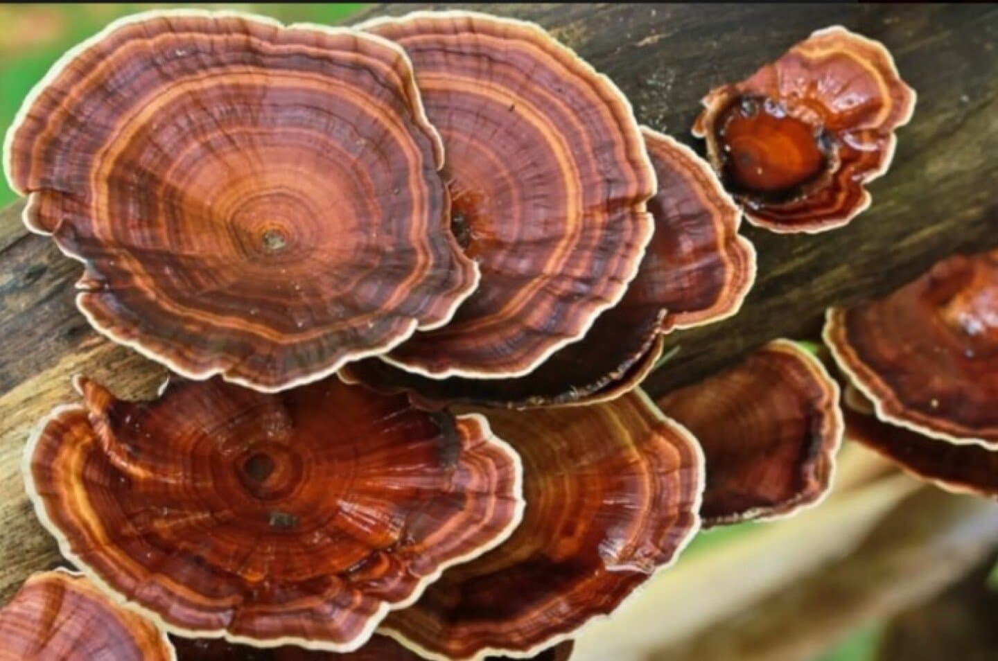 Cogumelos, image 1 of 1