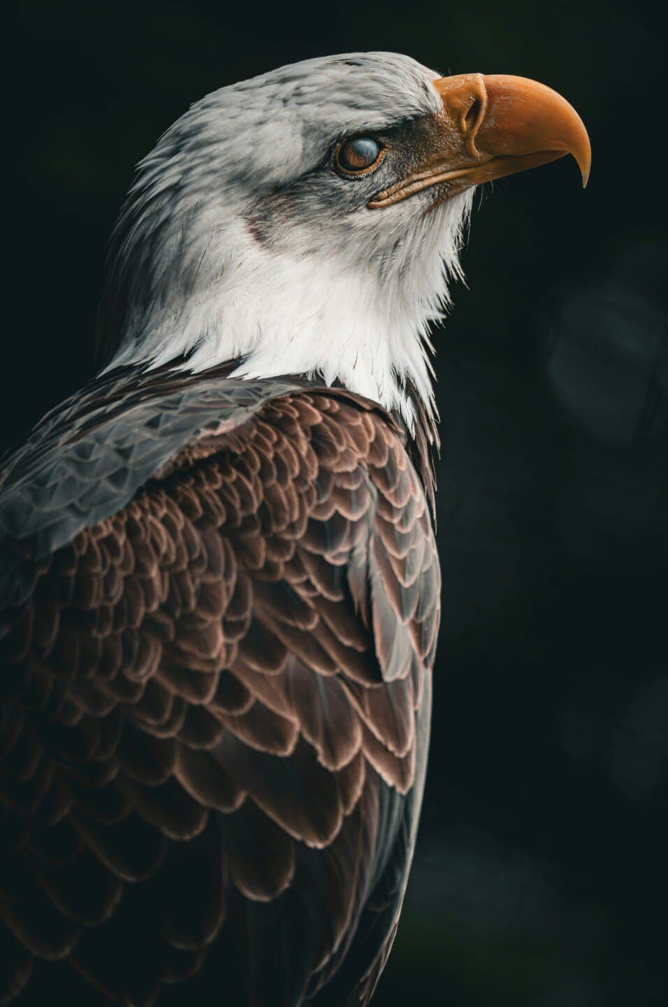 Eagle Rare 10 Year, image 1 of 1