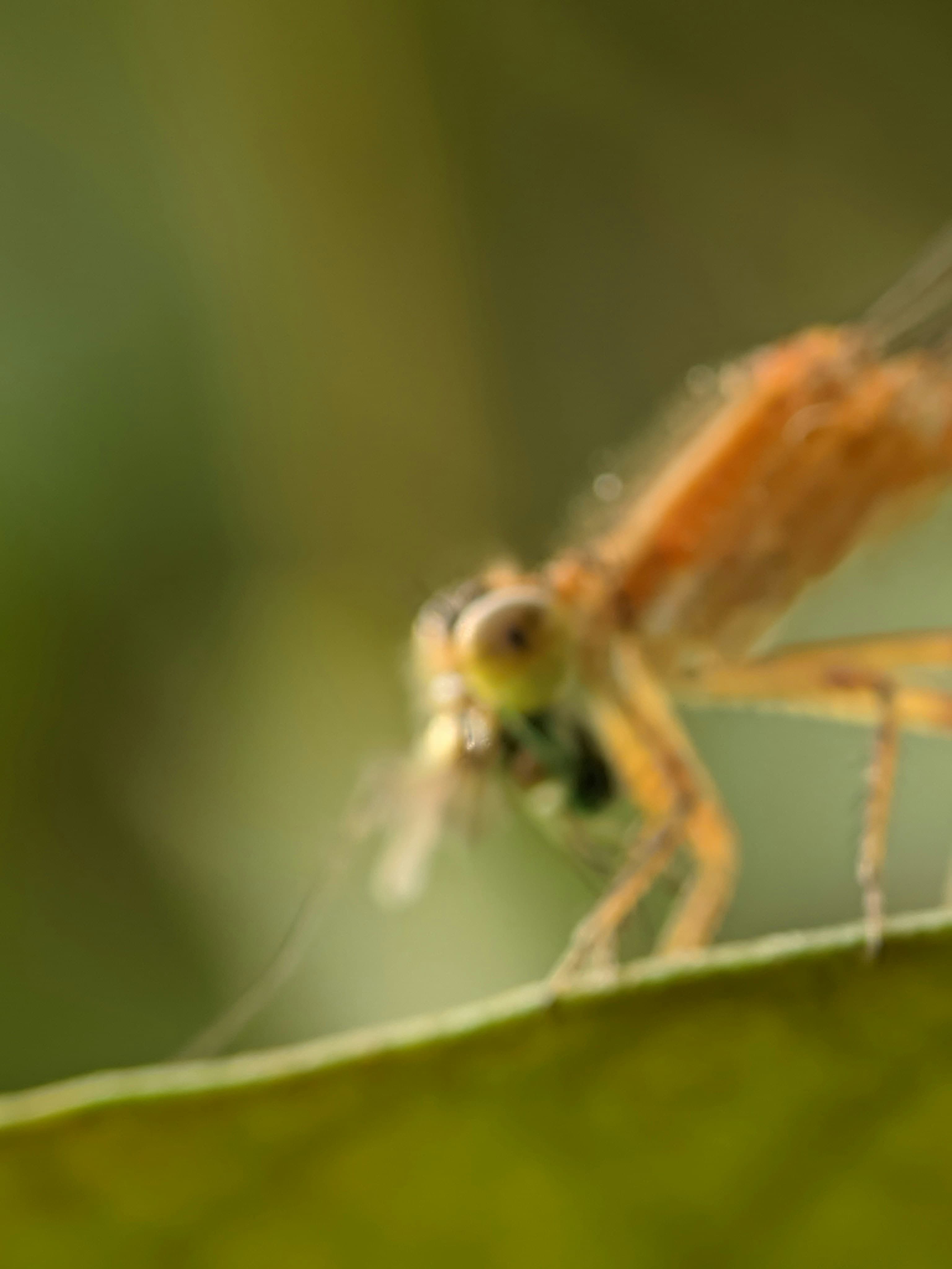 Tast Catala, image 1 of 1