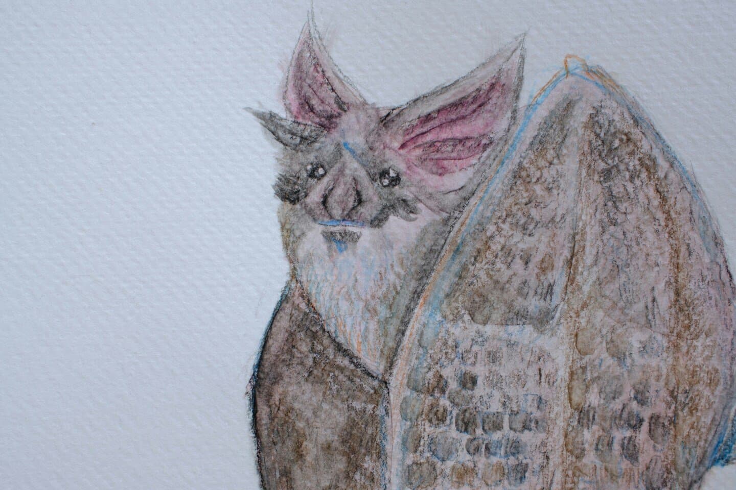 What Is It Like to Be a Bat?, image 1 of 1
