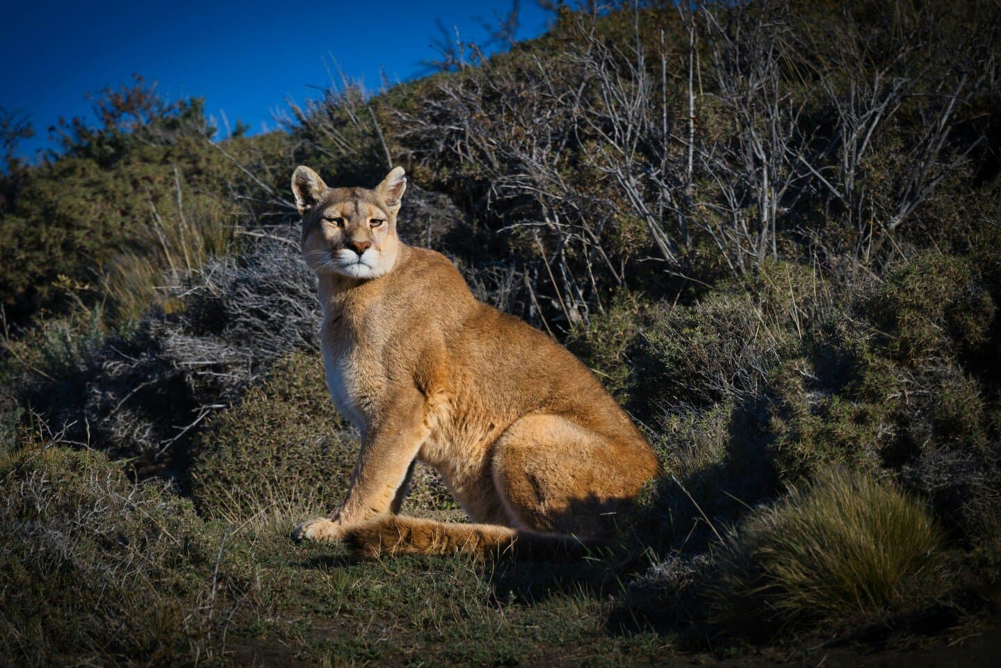 Dynamo Cougar FIC FIA, image 1 of 1