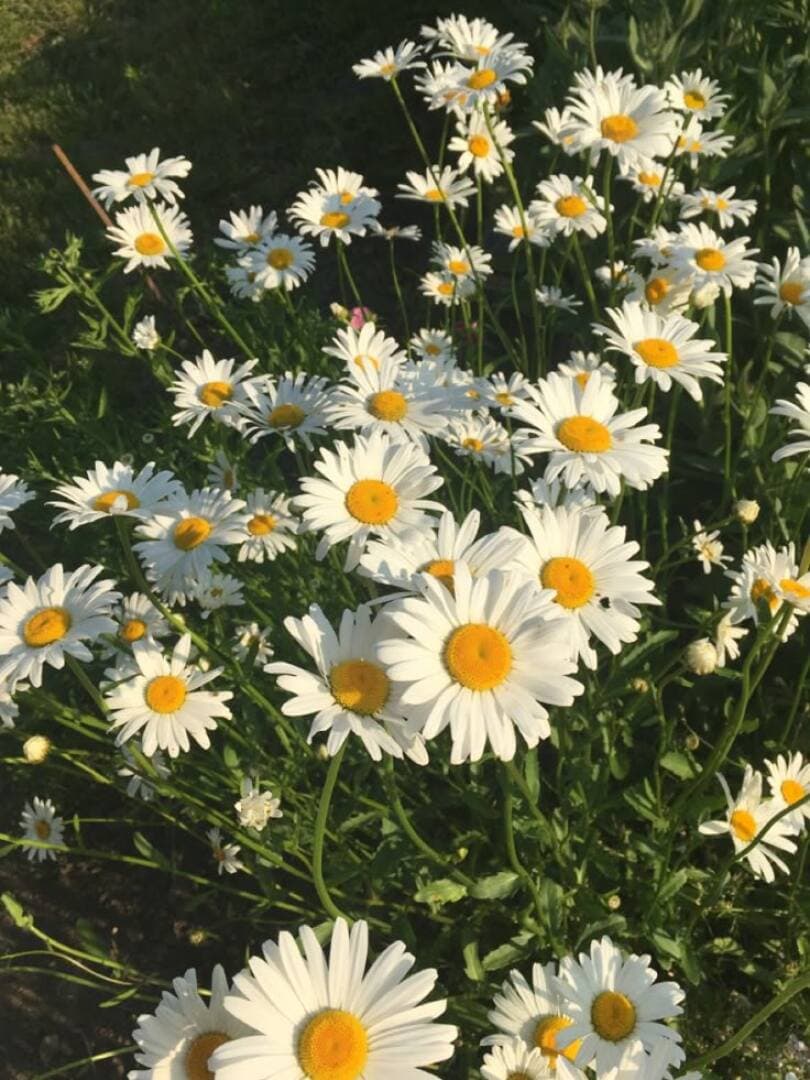 Chamomile Tea, image 1 of 1