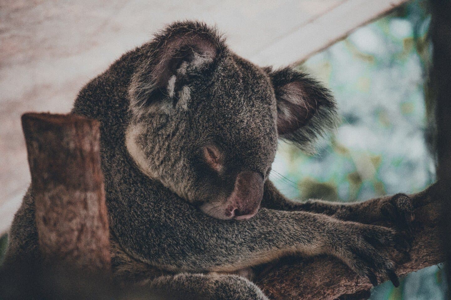 Sleepy Bear Coffee, image 1 of 1