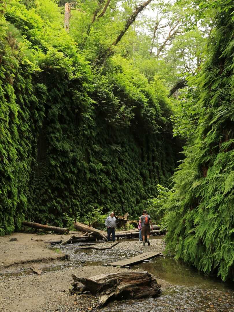 Fern Canyon, image 1 of 1