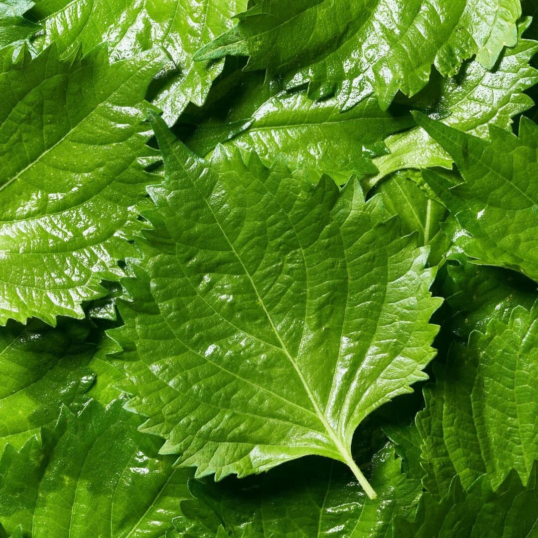 Perilla Leaves, image 1 of 1