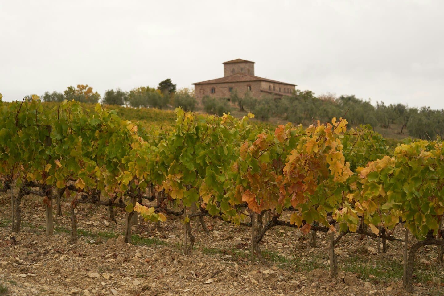 Cune Rioja Crianza, image 1 of 1