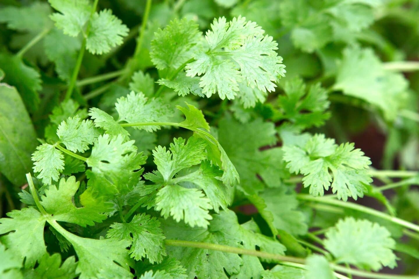 Coriander, image 1 of 1