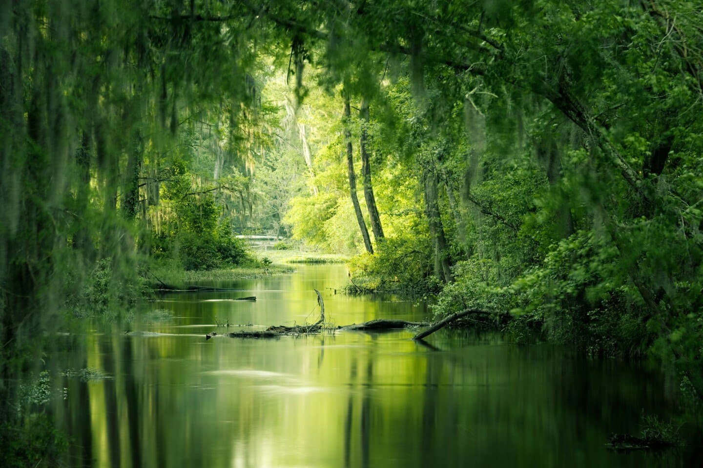 Season of the Swamp, image 1 of 1