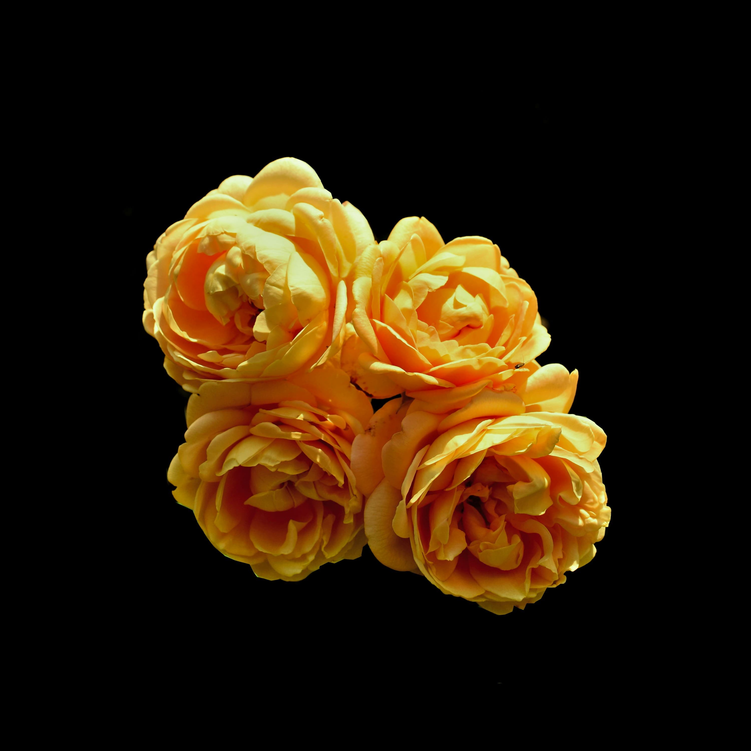 Four Roses Single Barrel, image 1 of 1