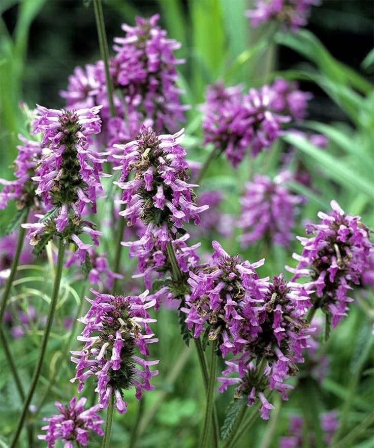 Patchouli – terroso e intenso, ligado à prosperidade e sensualidade., image 1 of 1