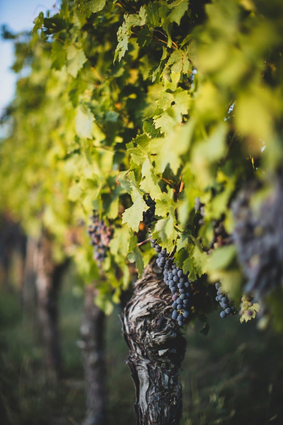 Sommelier Vinos, image 1 of 1