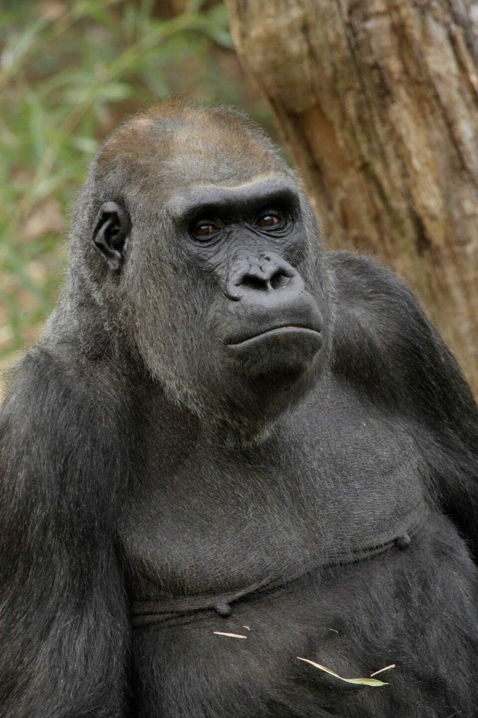 Gorilla, image 1 of 1