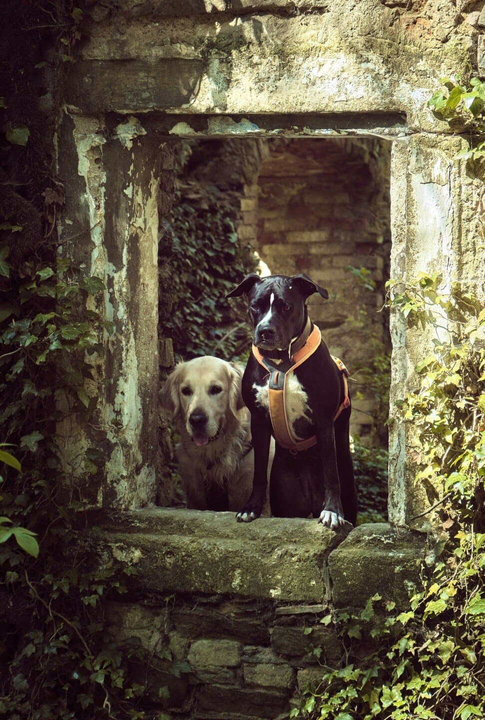 Underdogs Gallery, image 1 of 1