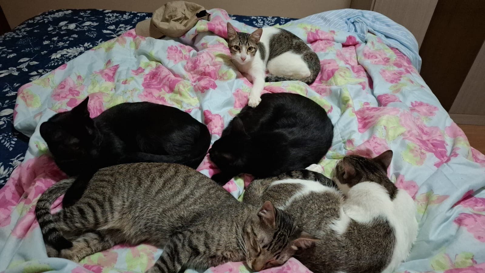 Encontre o gato., image 1 of 1