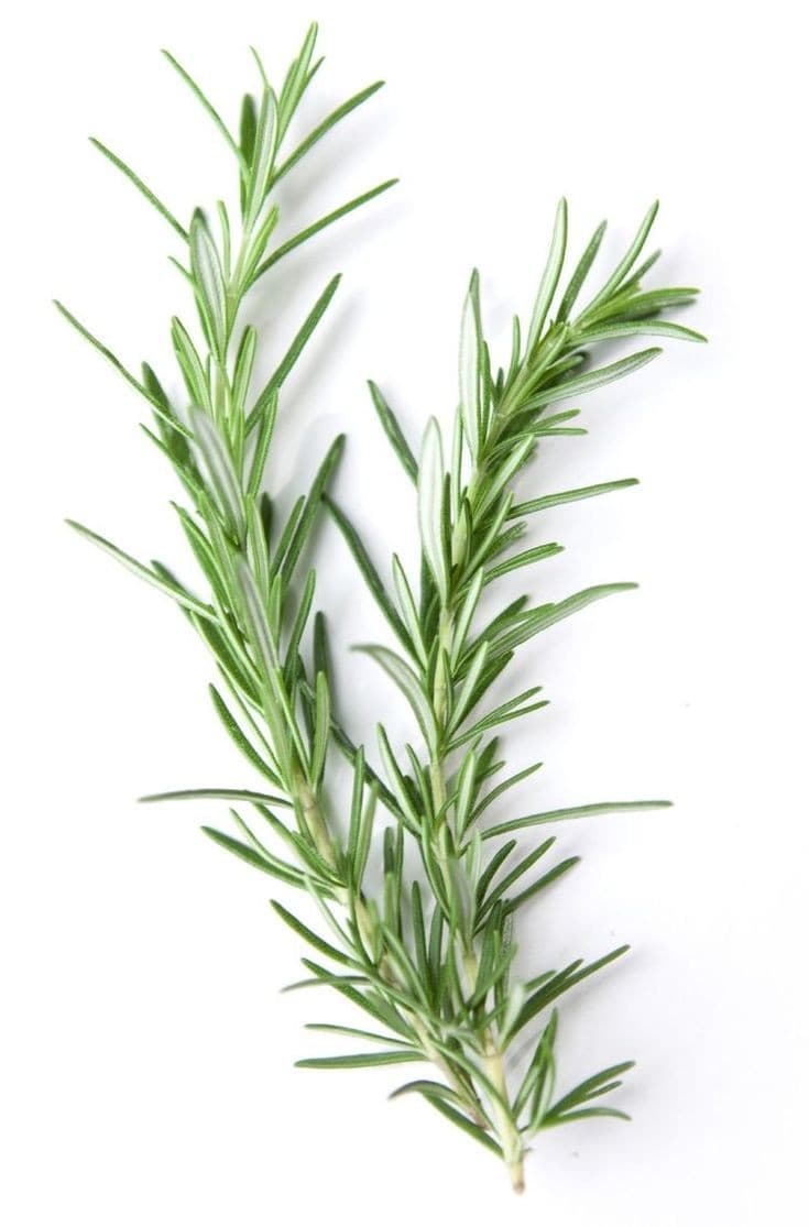 Alecrim – herbal fresco, revigorante e purificador do ambiente., image 1 of 1