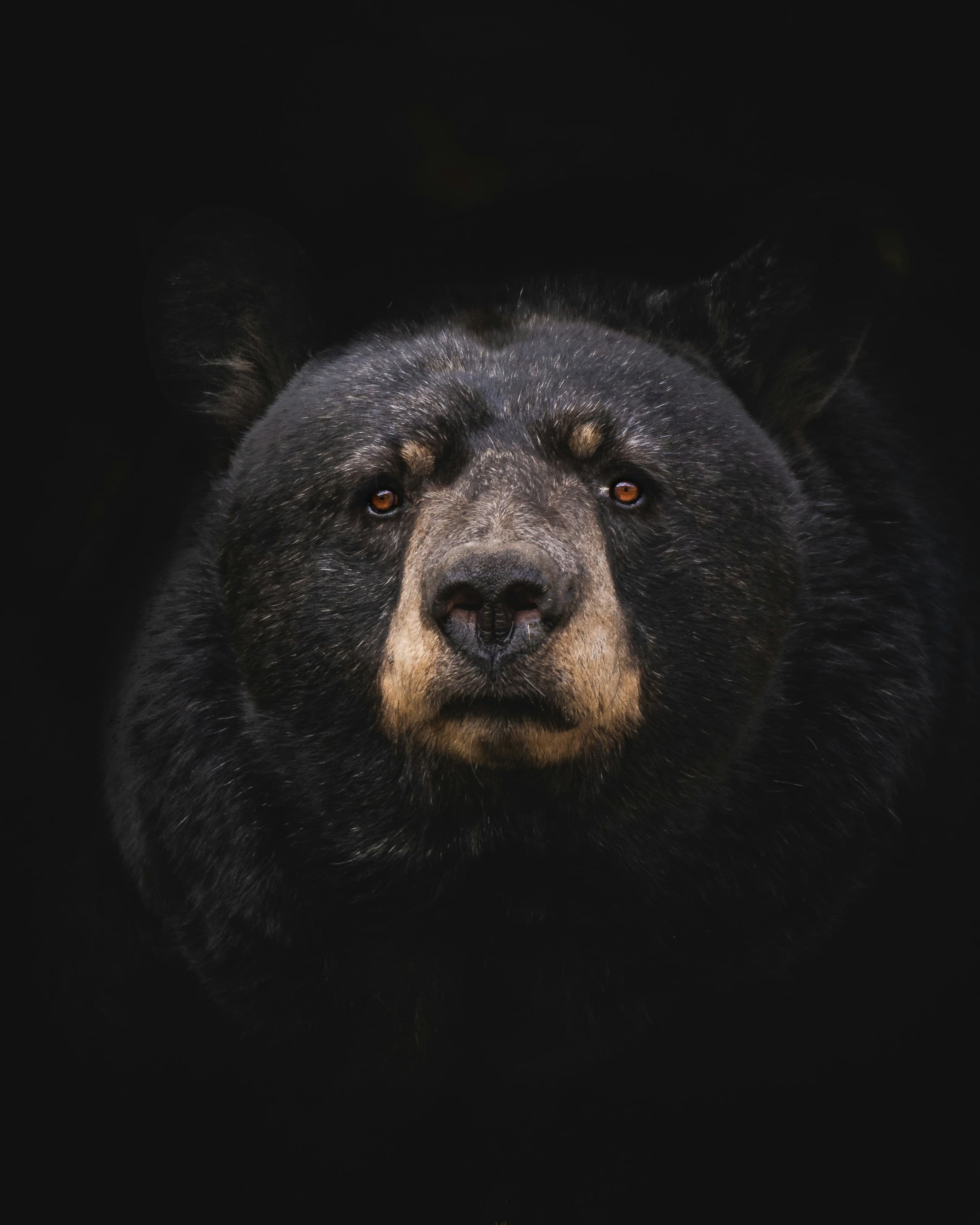 The Bear, image 1 of 1