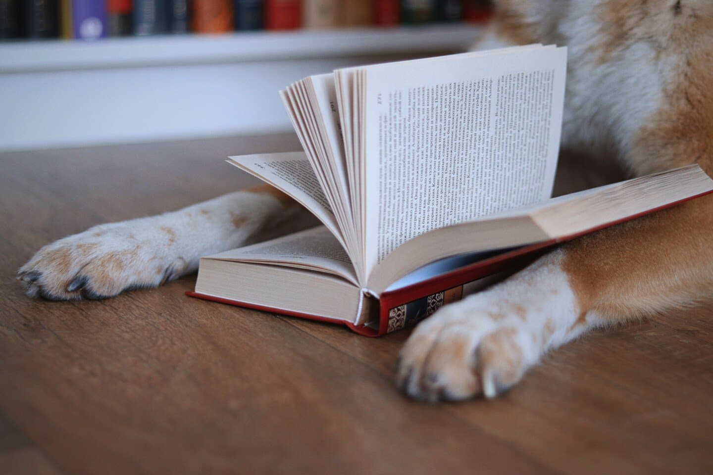 Dog Eared Books, image 1 of 1