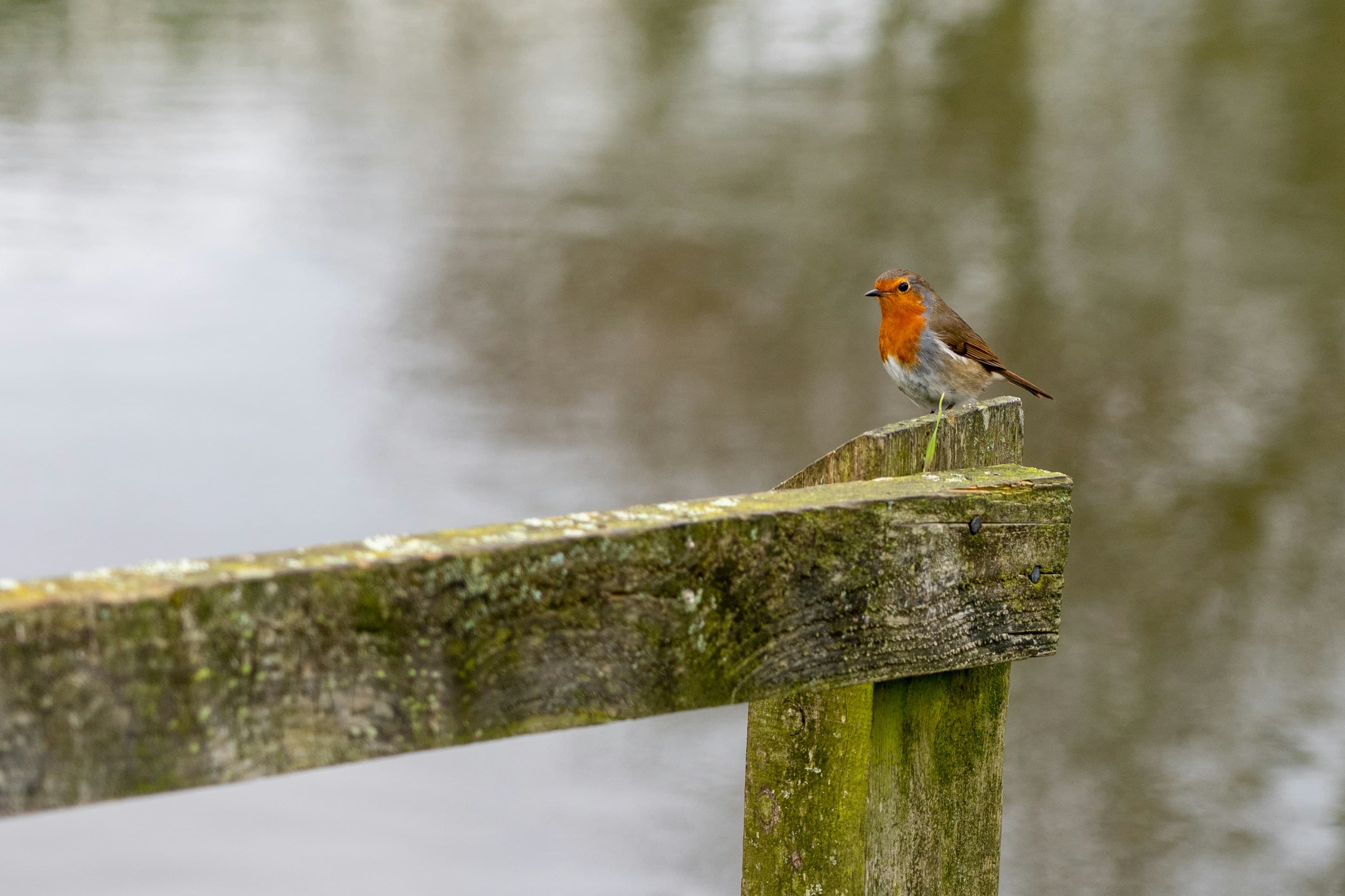 Redbreast 12, image 1 of 1