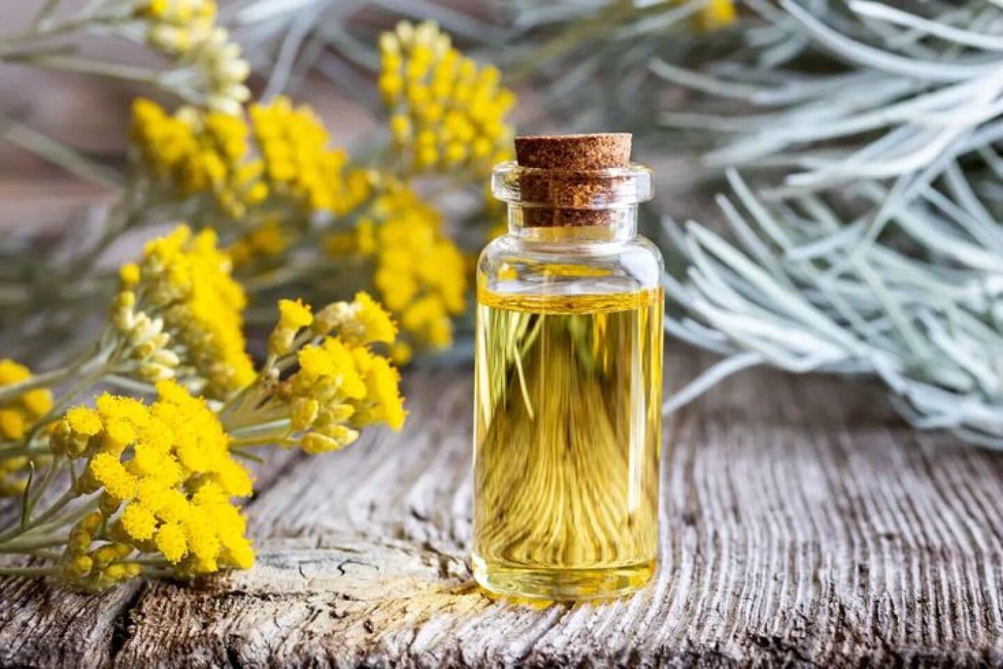 Helichrysum, image 1 of 1