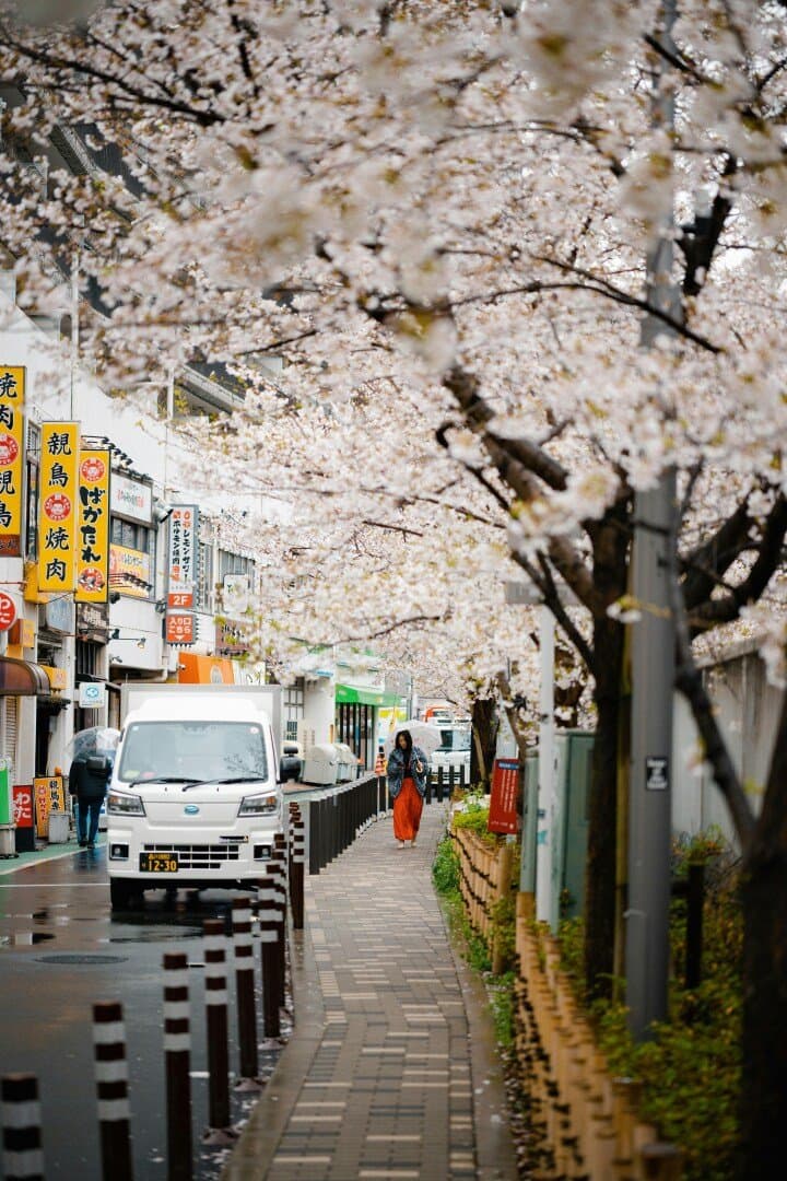 PST Tamaki, image 1 of 1