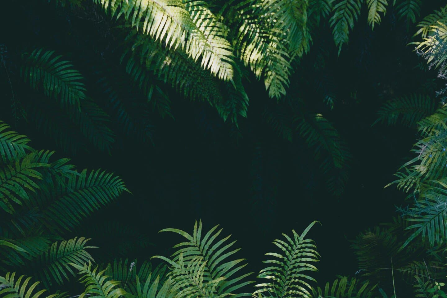 The Jungle, image 1 of 1