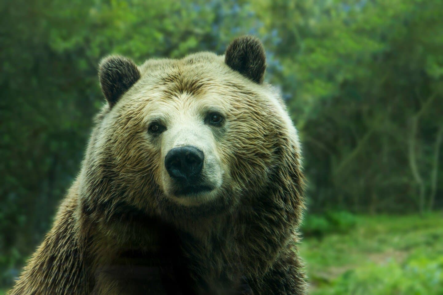 The Bear, image 1 of 1