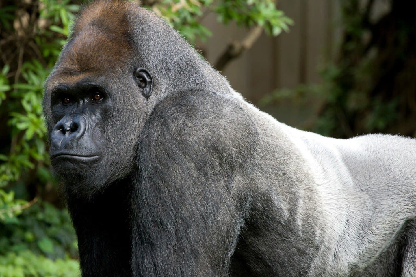 Gorilla, image 1 of 1