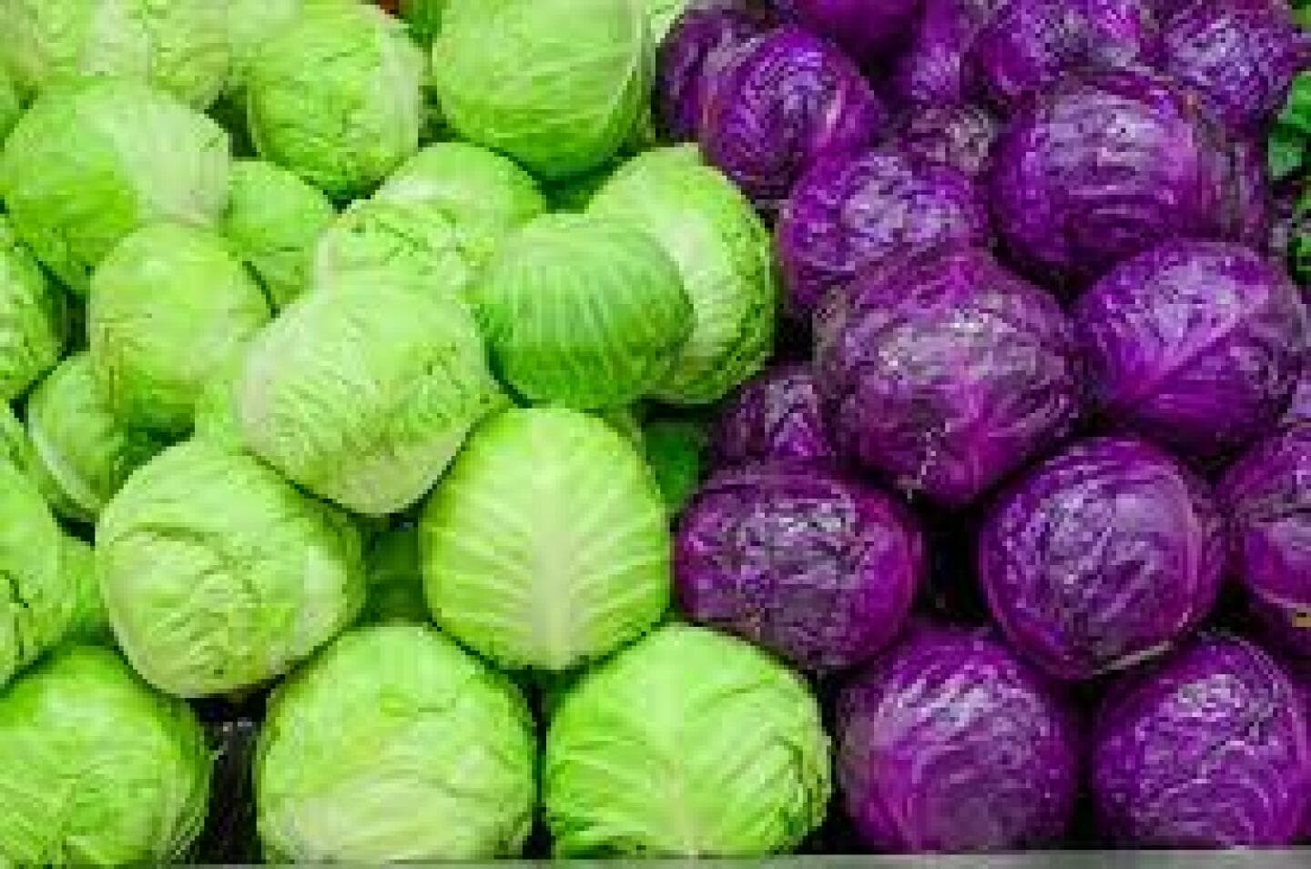 Cabbage, image 1 of 1