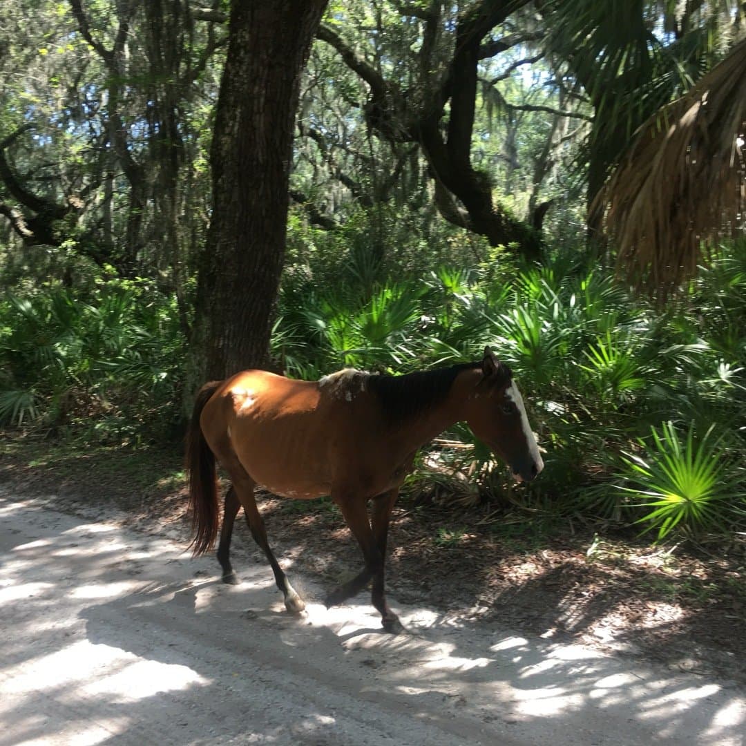 Cumberland Island National Seashore, image 1 of 1