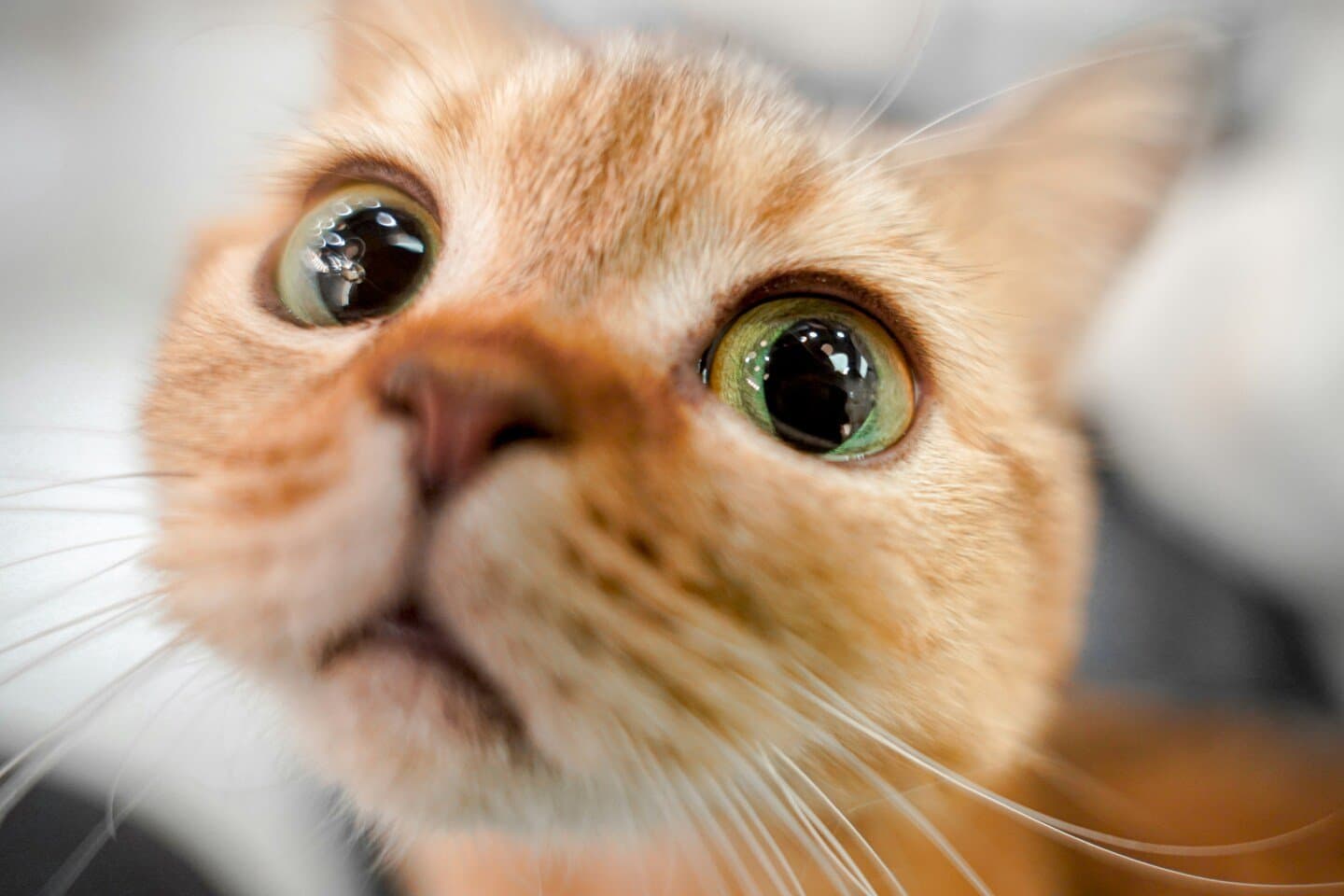 The Cat’s Meow, image 1 of 1