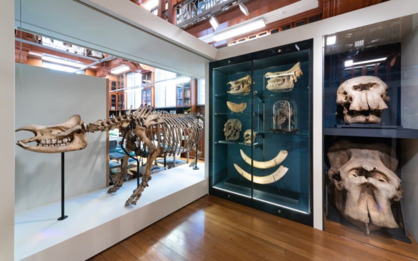 Grant Museum of Zoology, image 1 of 1