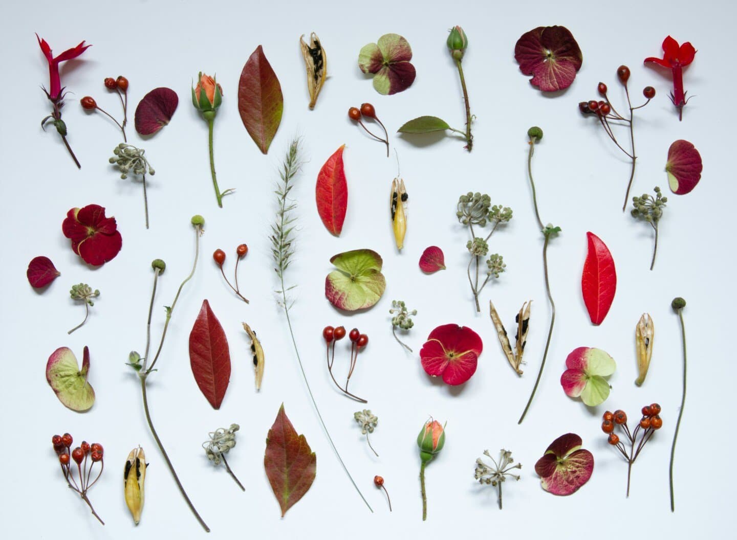Assemblage rouge nature, image 1 of 1
