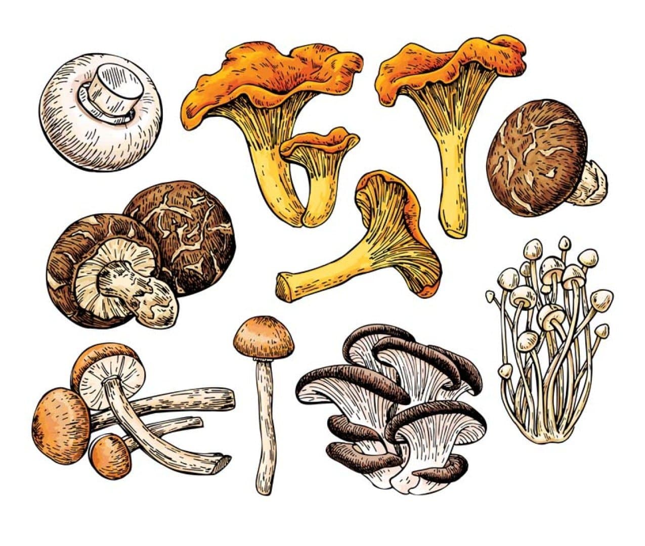 Mushrooms, image 1 of 1