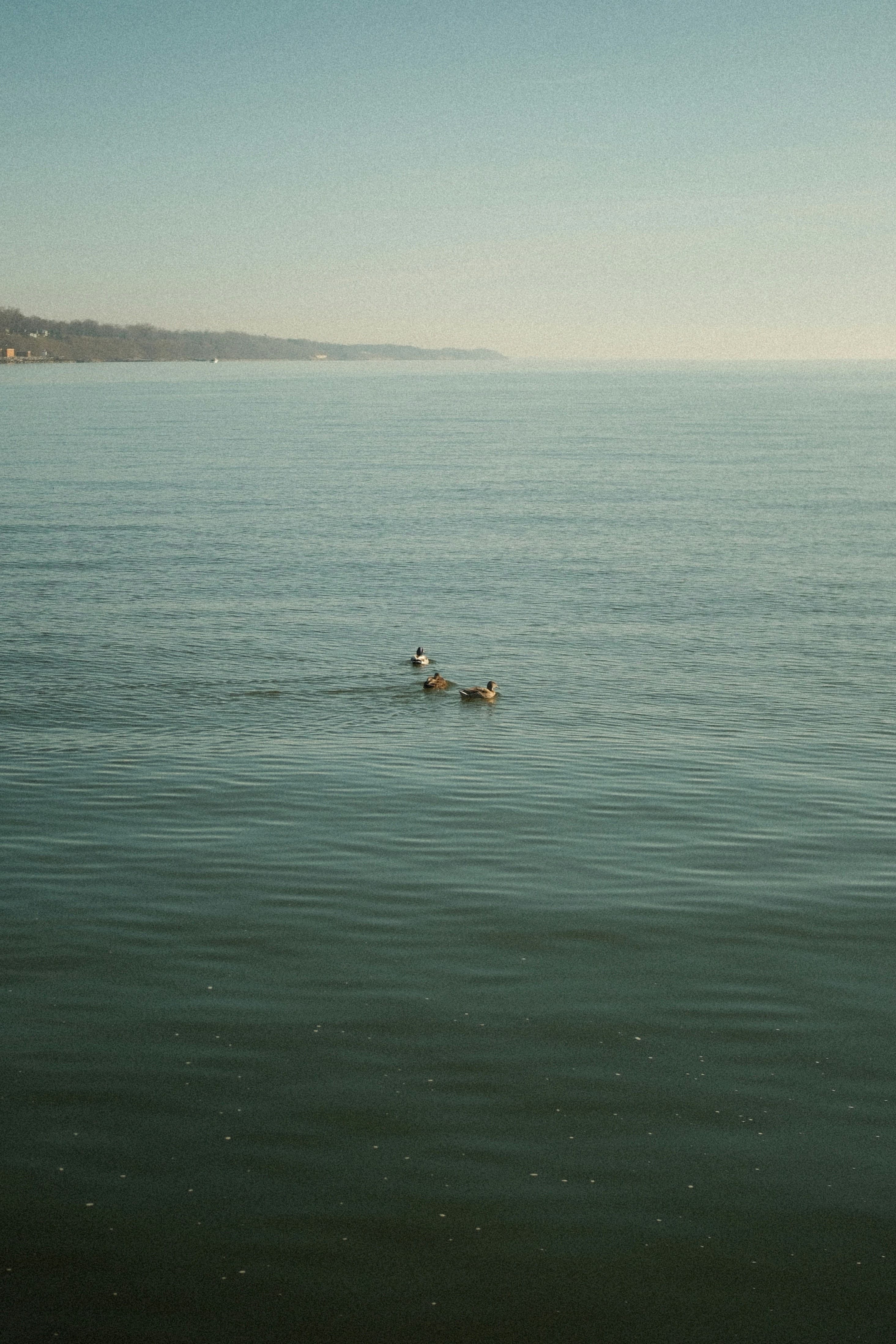 At Swim-Two-Birds, image 1 of 1