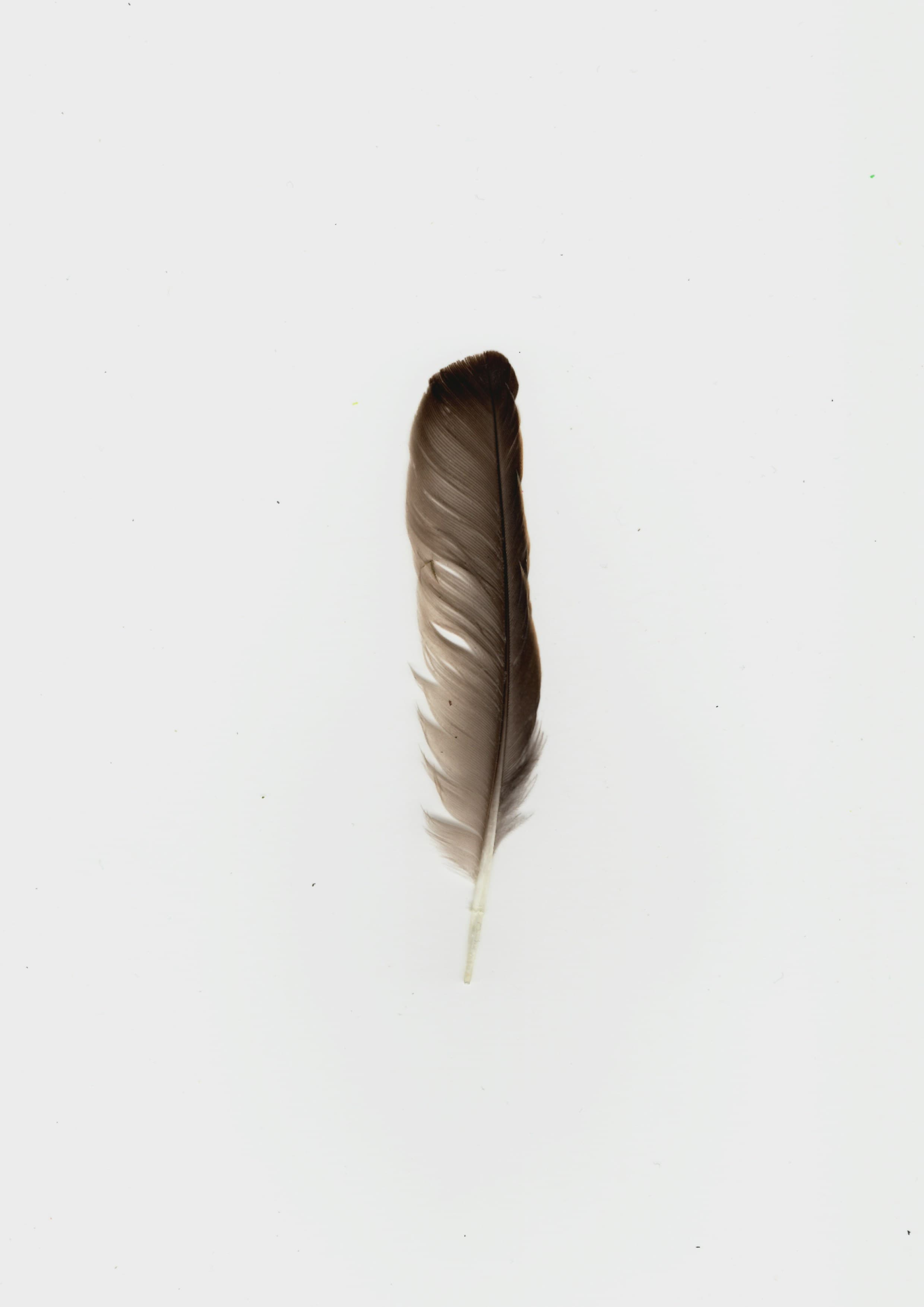 Birds of a Feather, image 1 of 1