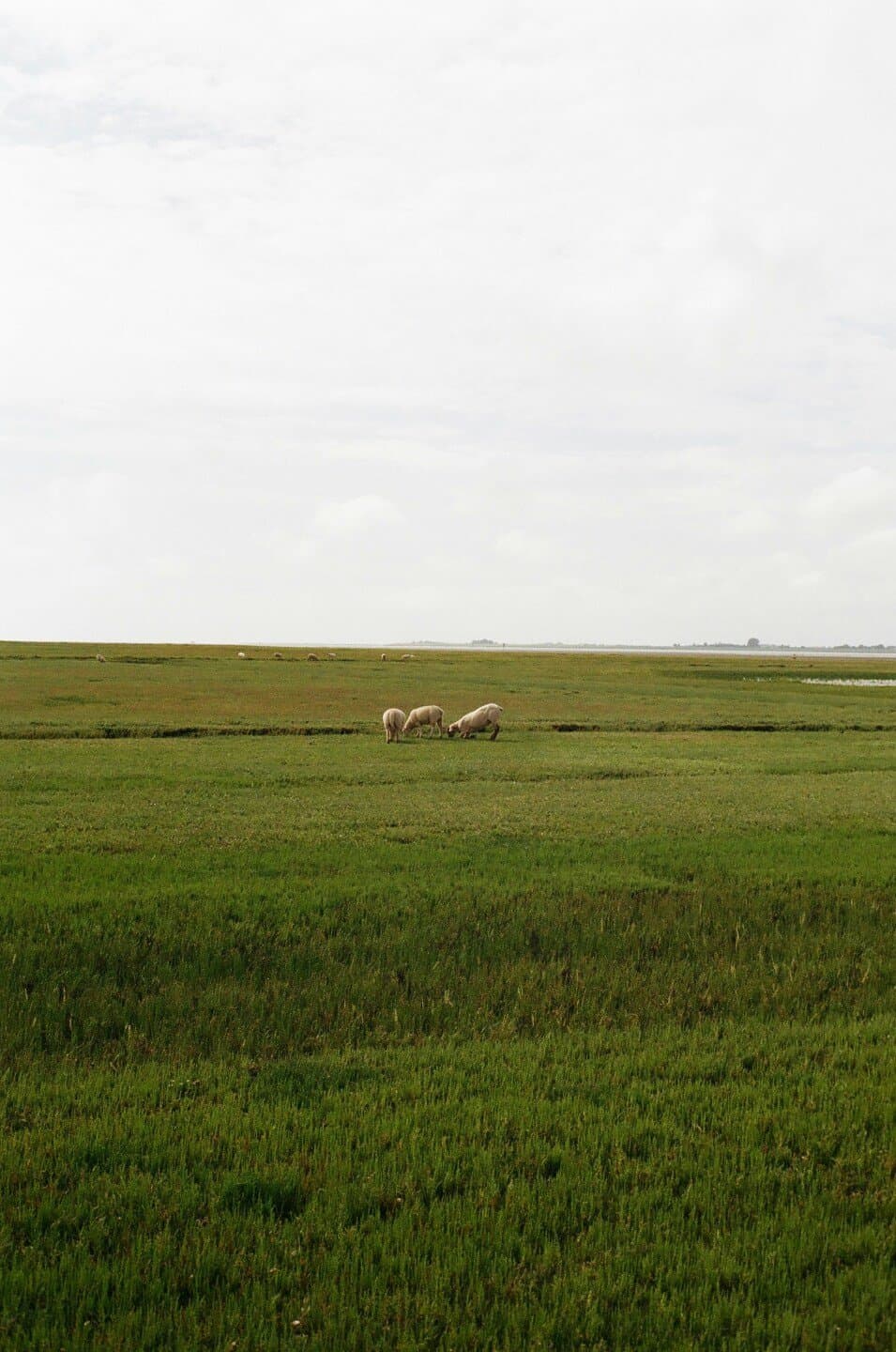 The Tragedy of the Commons, image 1 of 1