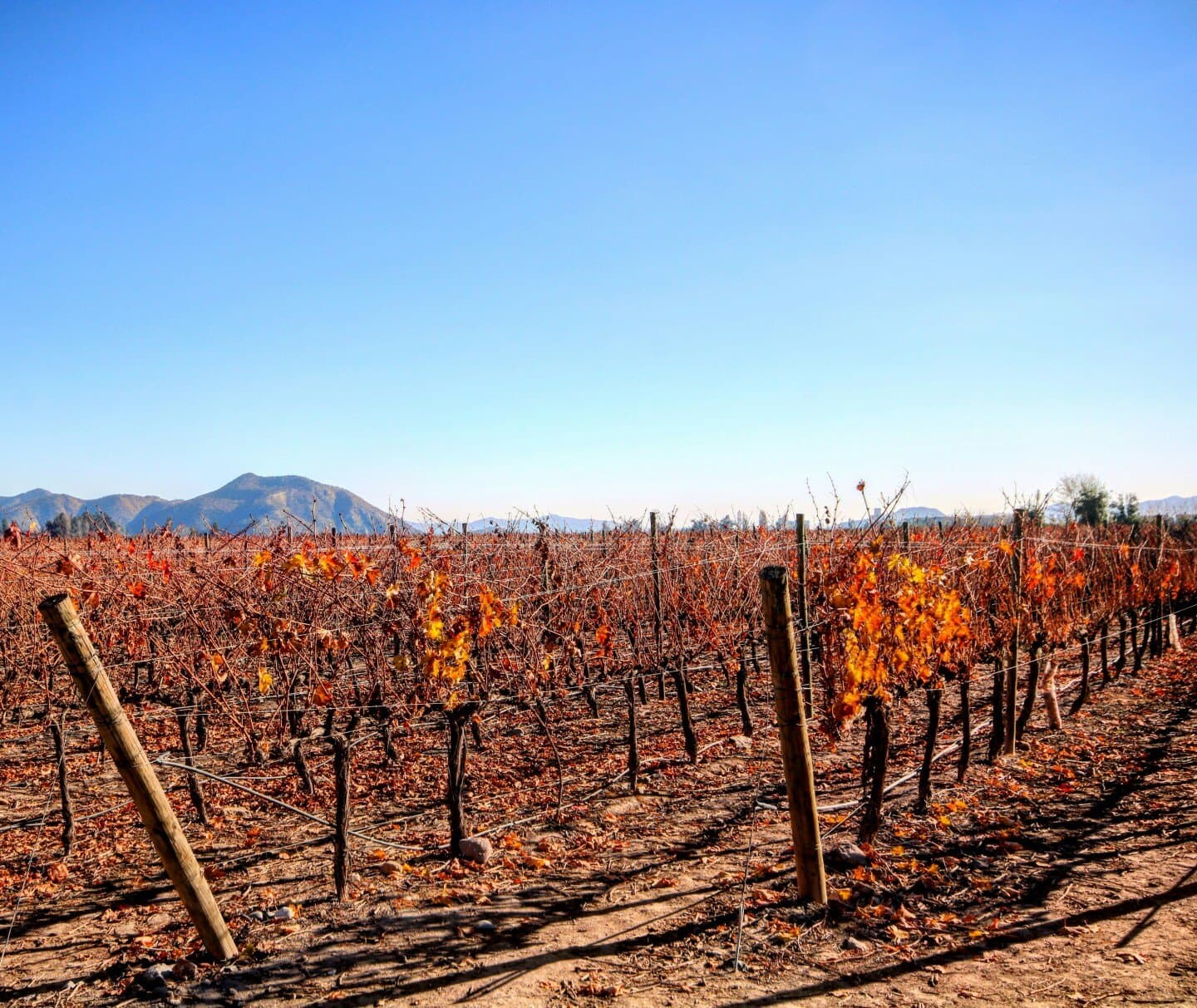 Casillero del Diablo Cabernet Sauvignon, image 1 of 1
