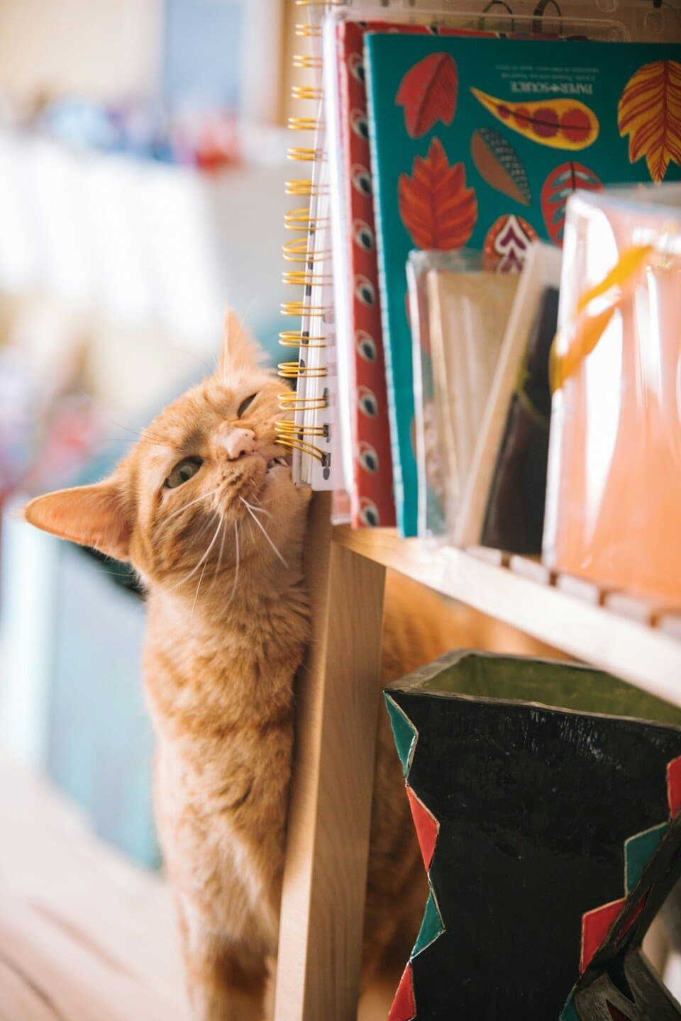 Alley Cat Books, image 1 of 1