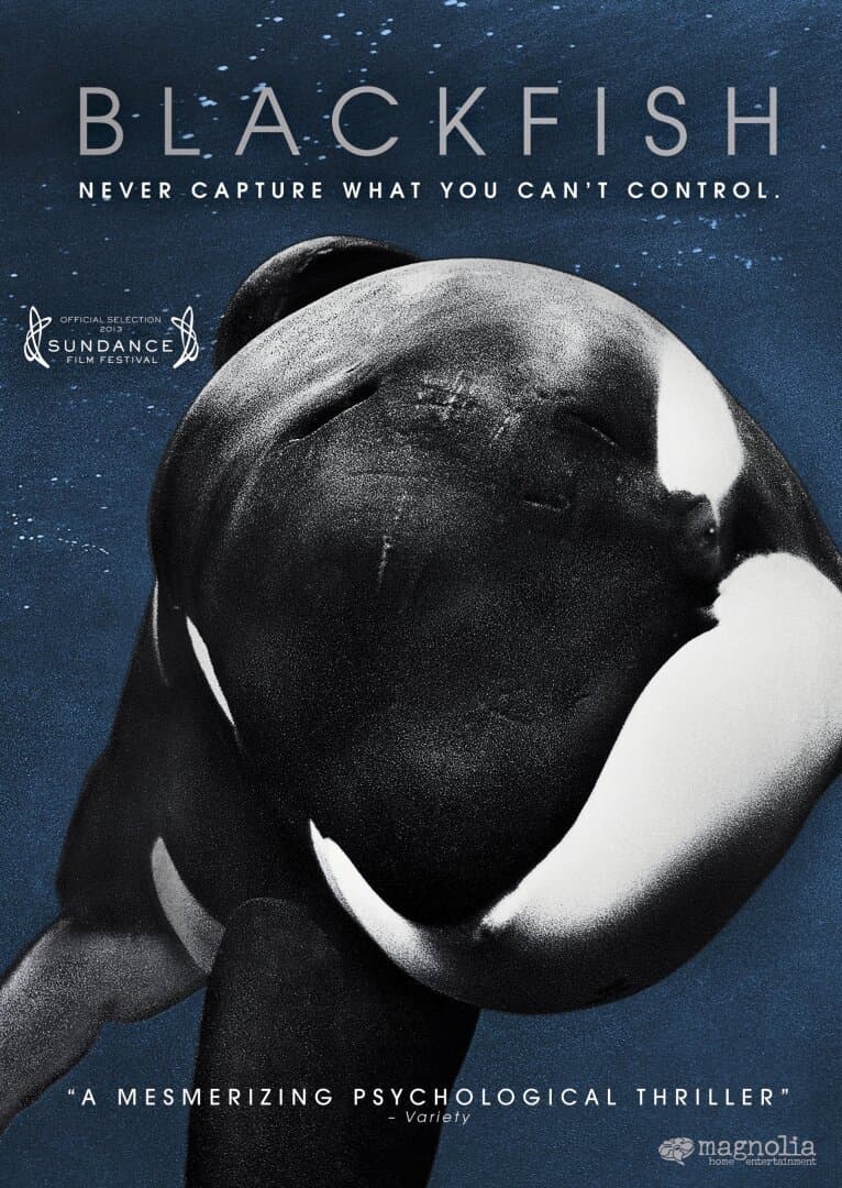 Blackfish, image 1 of 1
